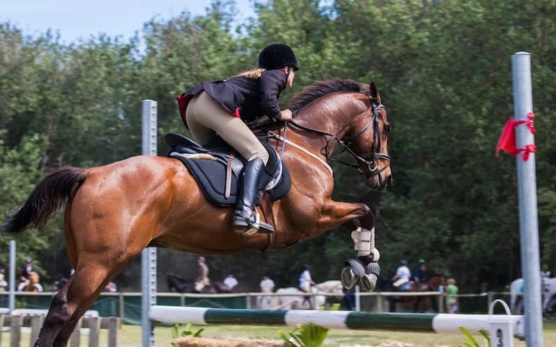 Entretenir les articulations de votre cheval de sport : guide complet